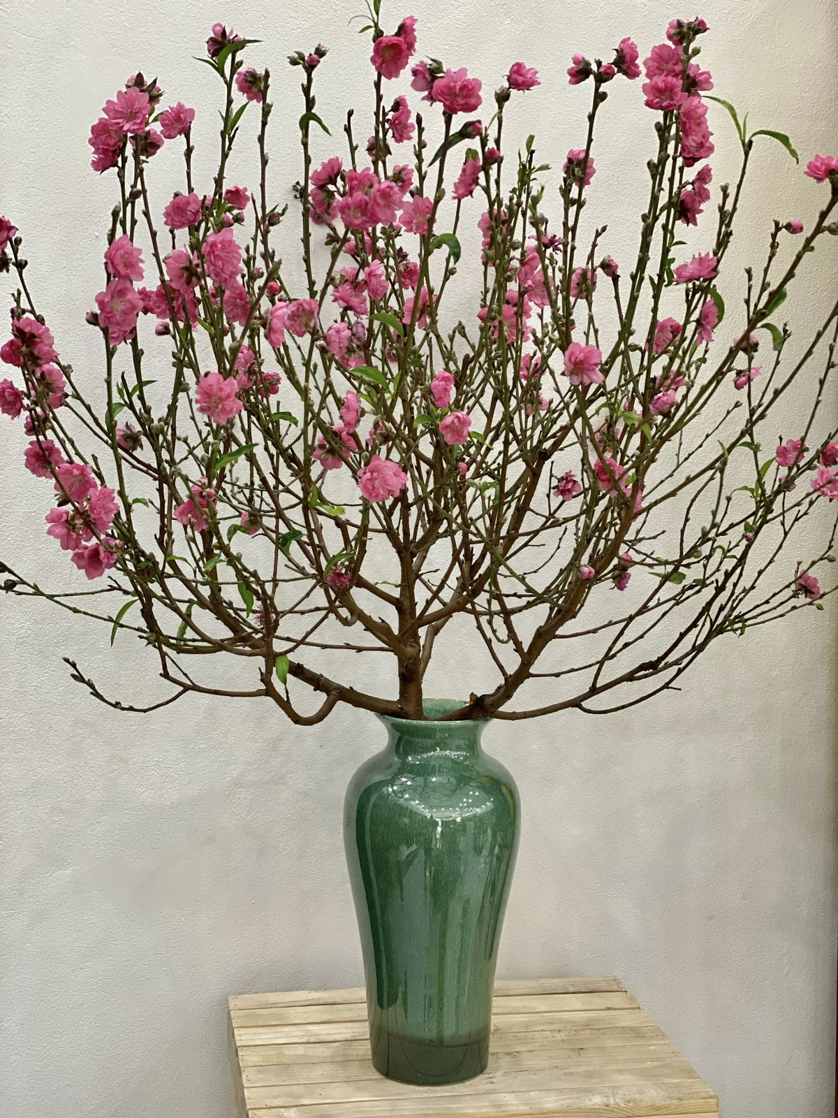 Lọ xanh đặt cùng cành hoa màu hồng trong ảnh tham khảo